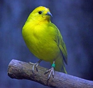 かなりや
