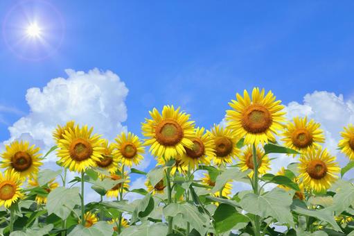 大人のピアノ  Summer